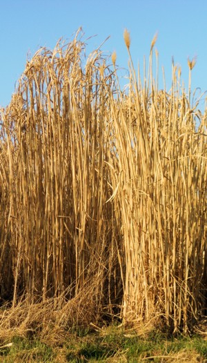 Miscanthus